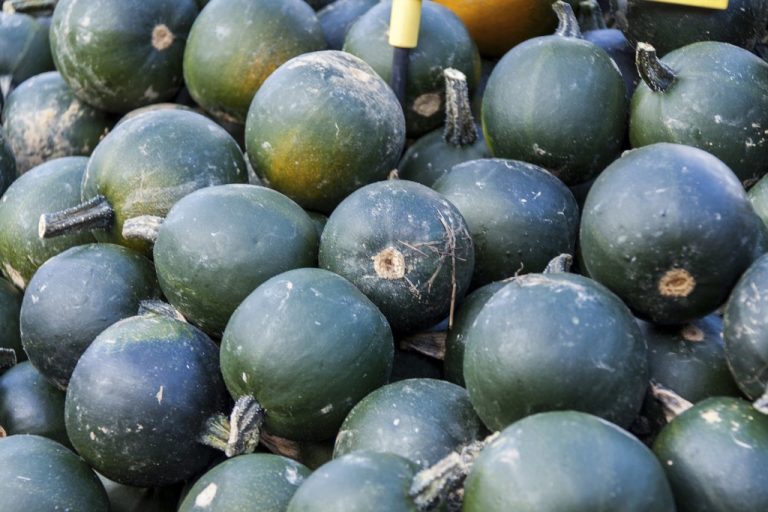 Gem Squash