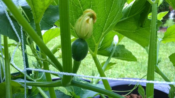 Gem Squash Seeds - Image 4