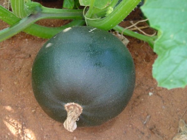 Gem Squash Seeds