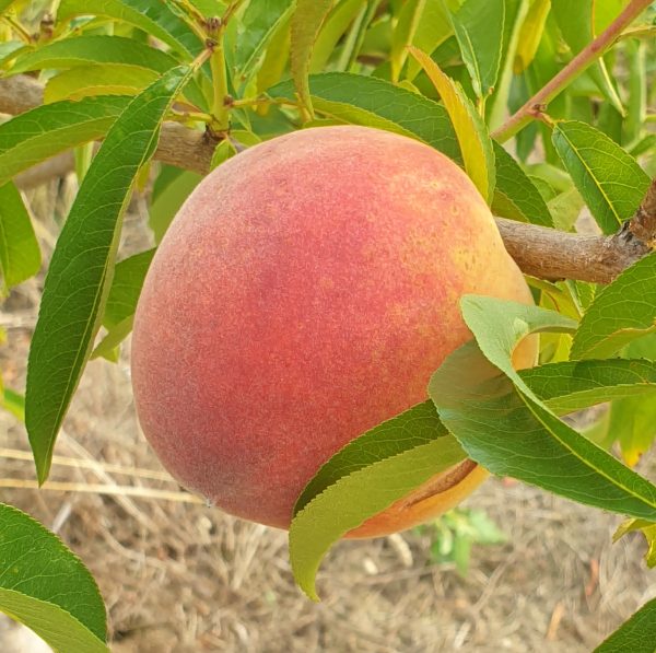 Peaches