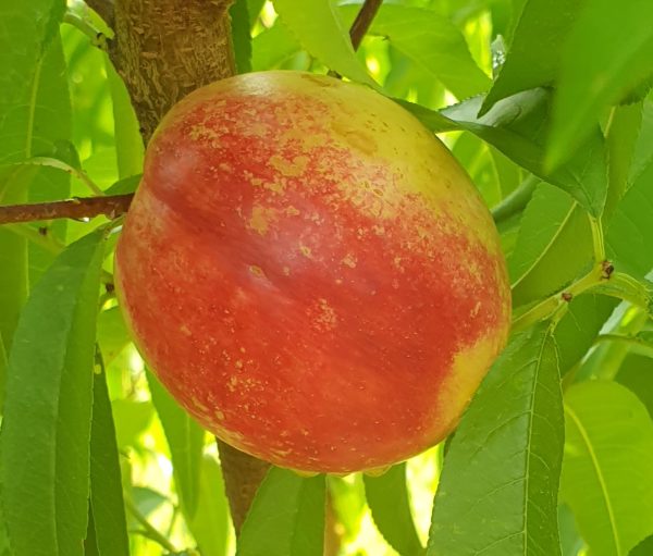 Nectarines