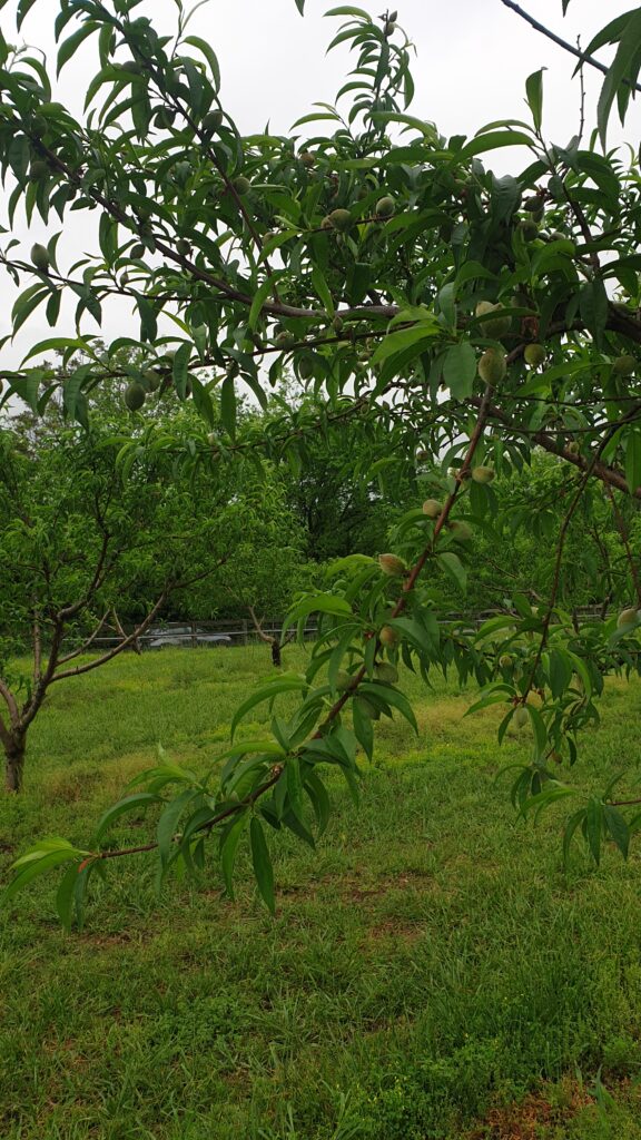 Nectarines