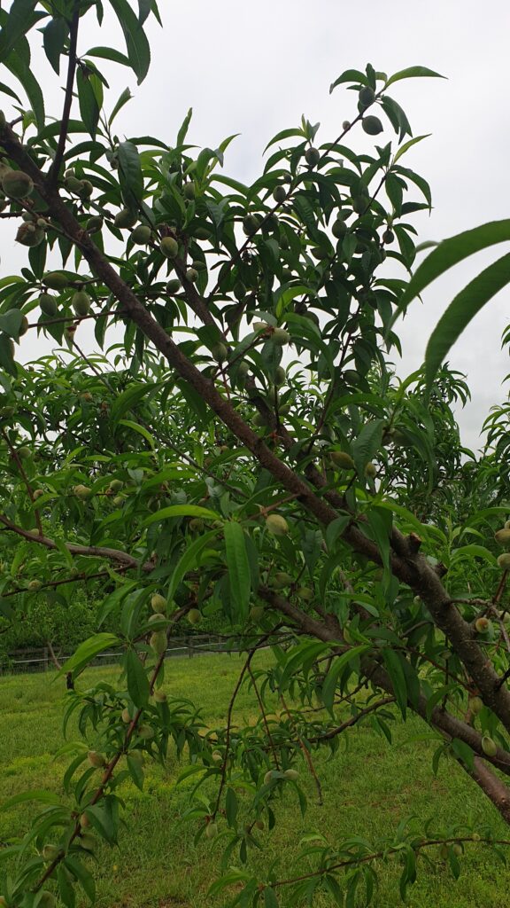 China Pearl Peaches