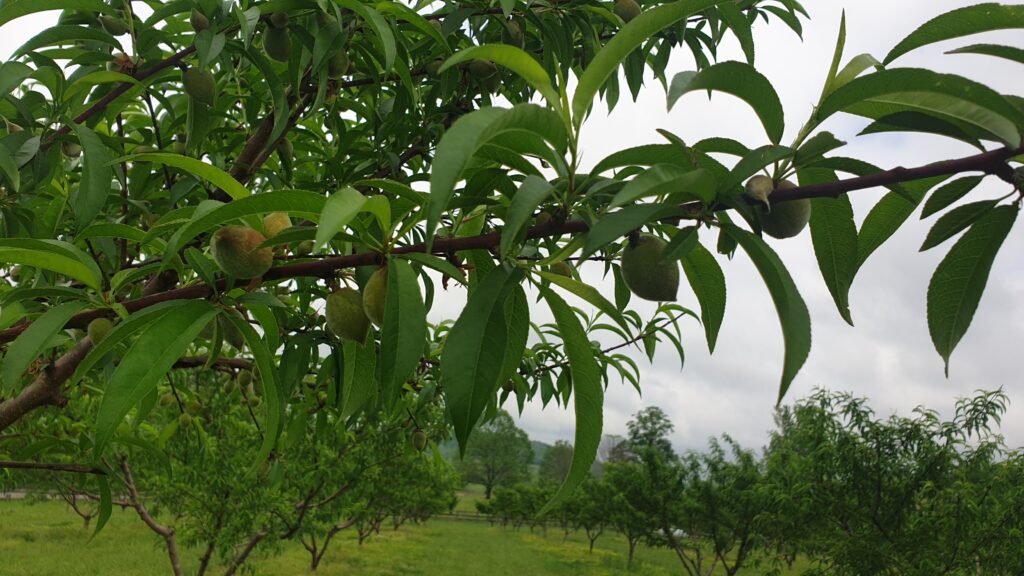 China Pearl Peaches