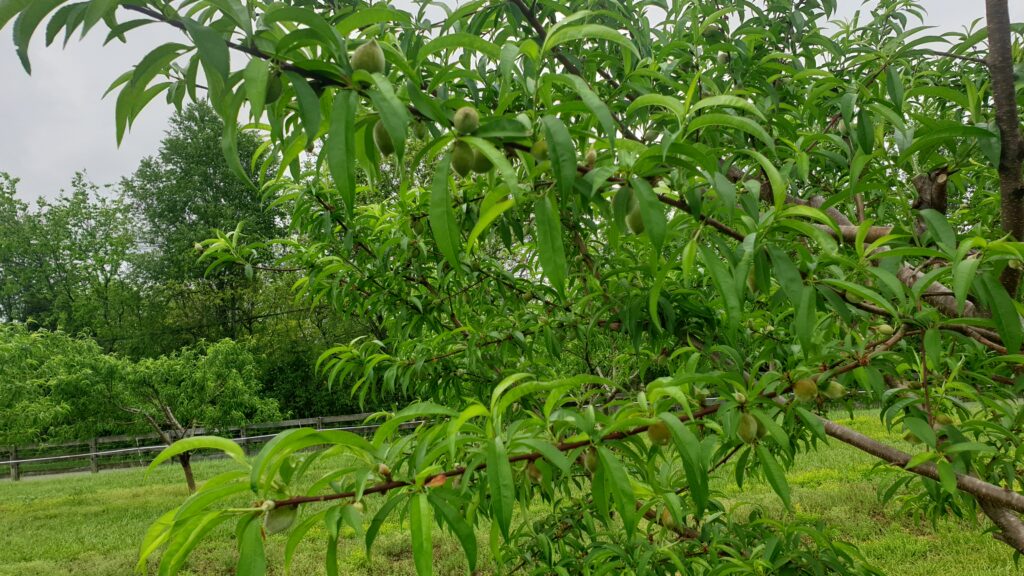China Pearl Peaches