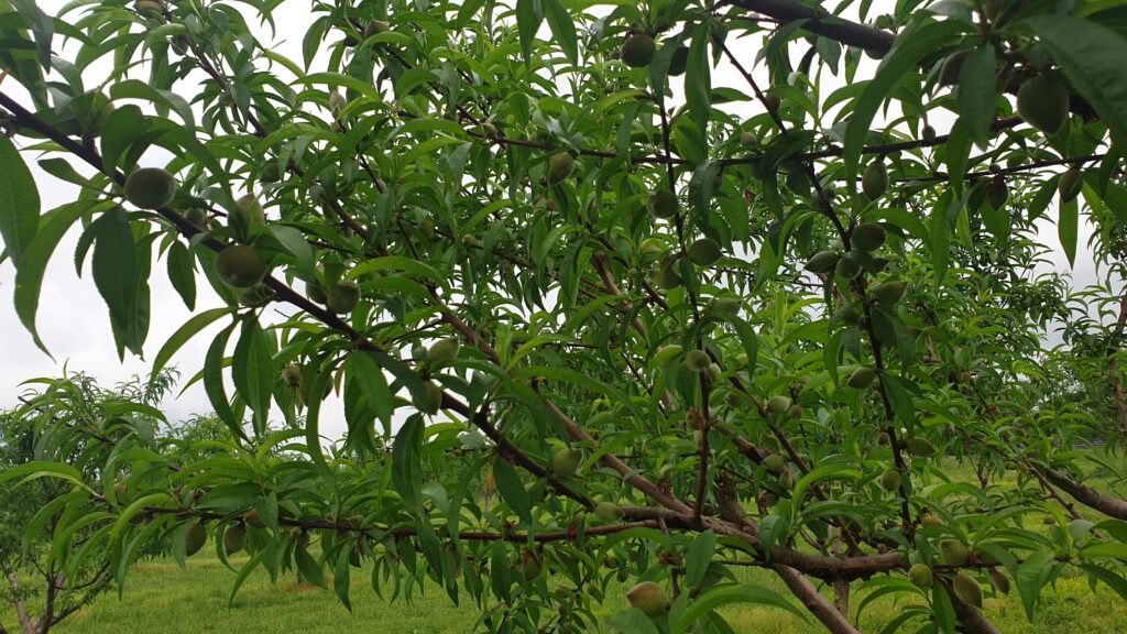 China Pearl Peaches