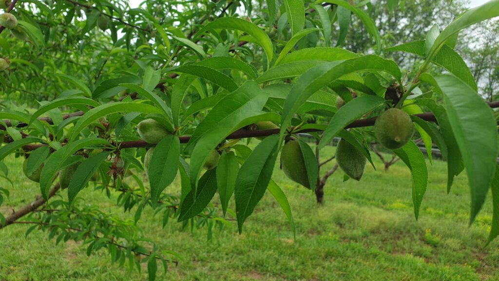 Contender Peaches