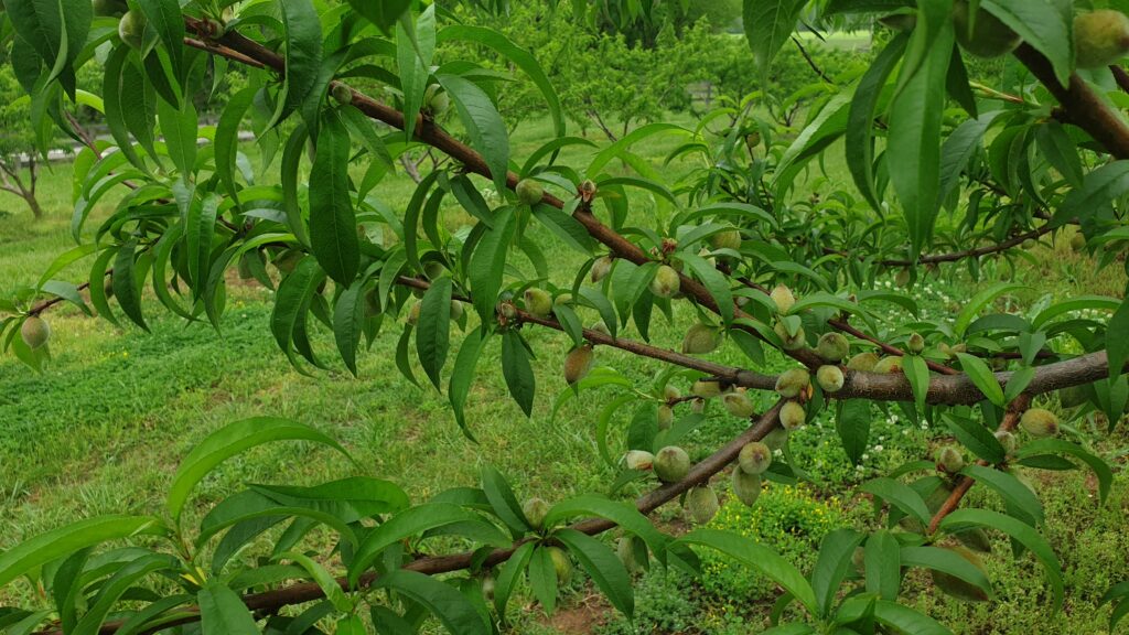 Contender Peaches