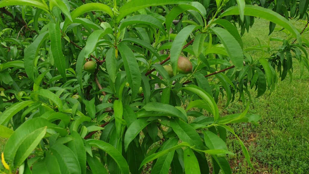 Nectarines