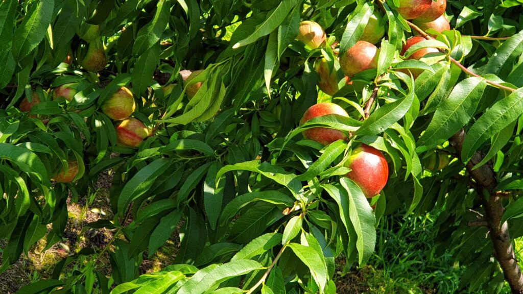 Bowden white flesh nectarines