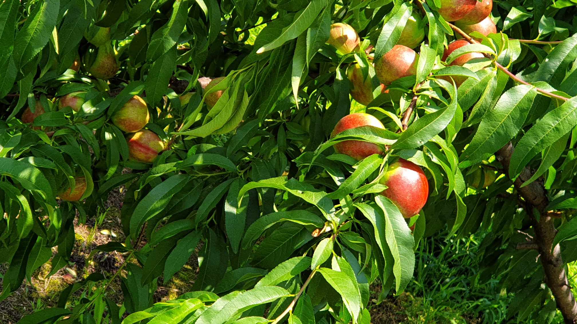 The Peaches Are Coming…2025 Edition
