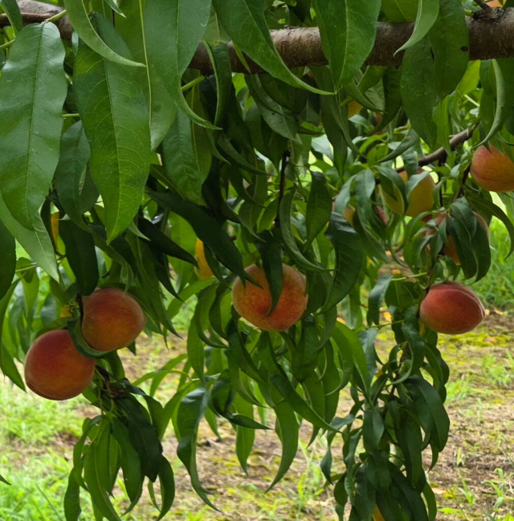 Low hanging fruit on a contender peach tree