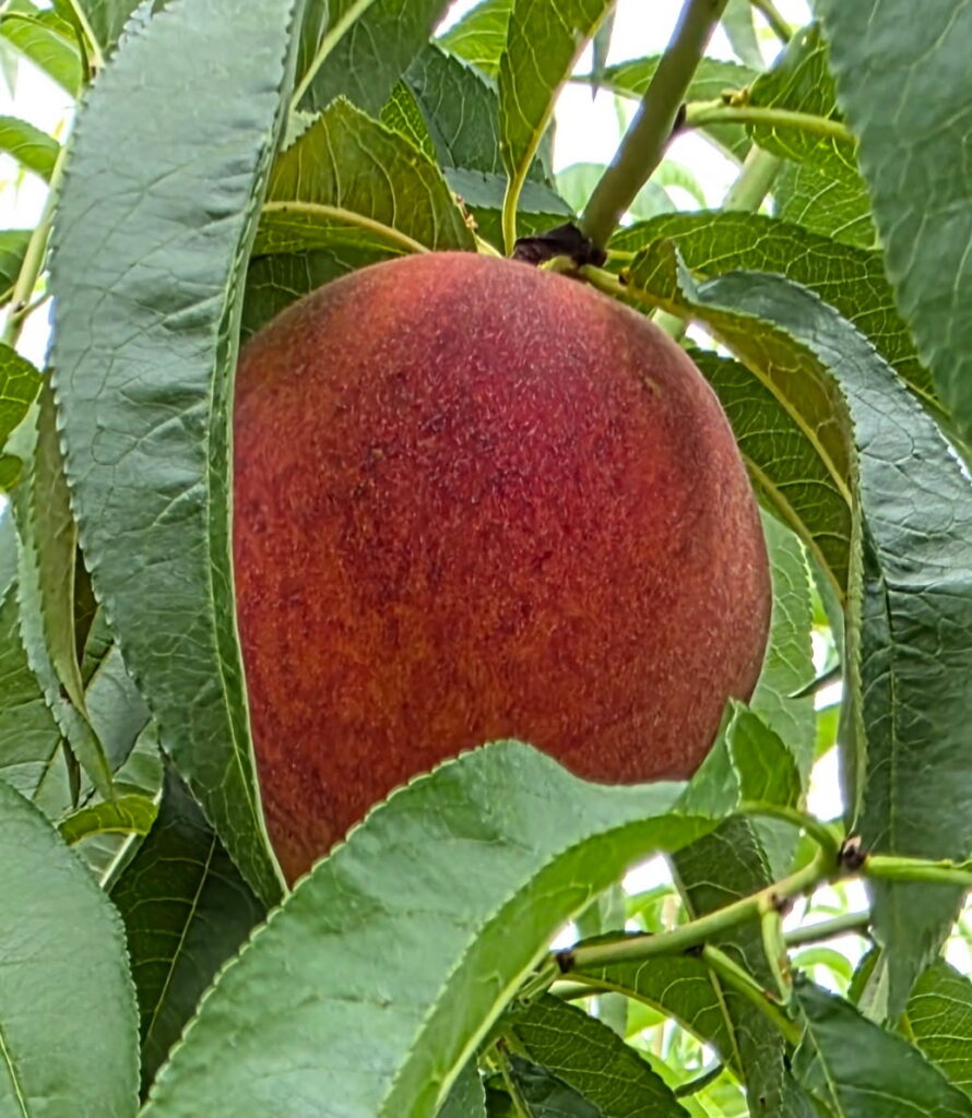 Single yellow, free stone Contender peach