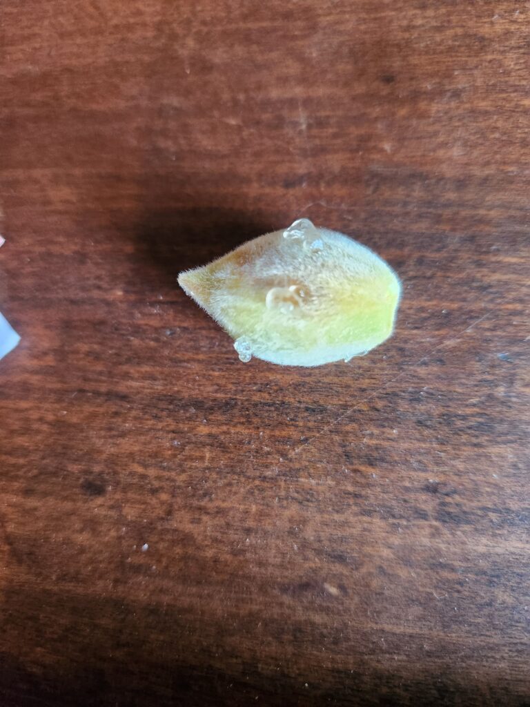 Plum Curculio Egg Laying (newish)