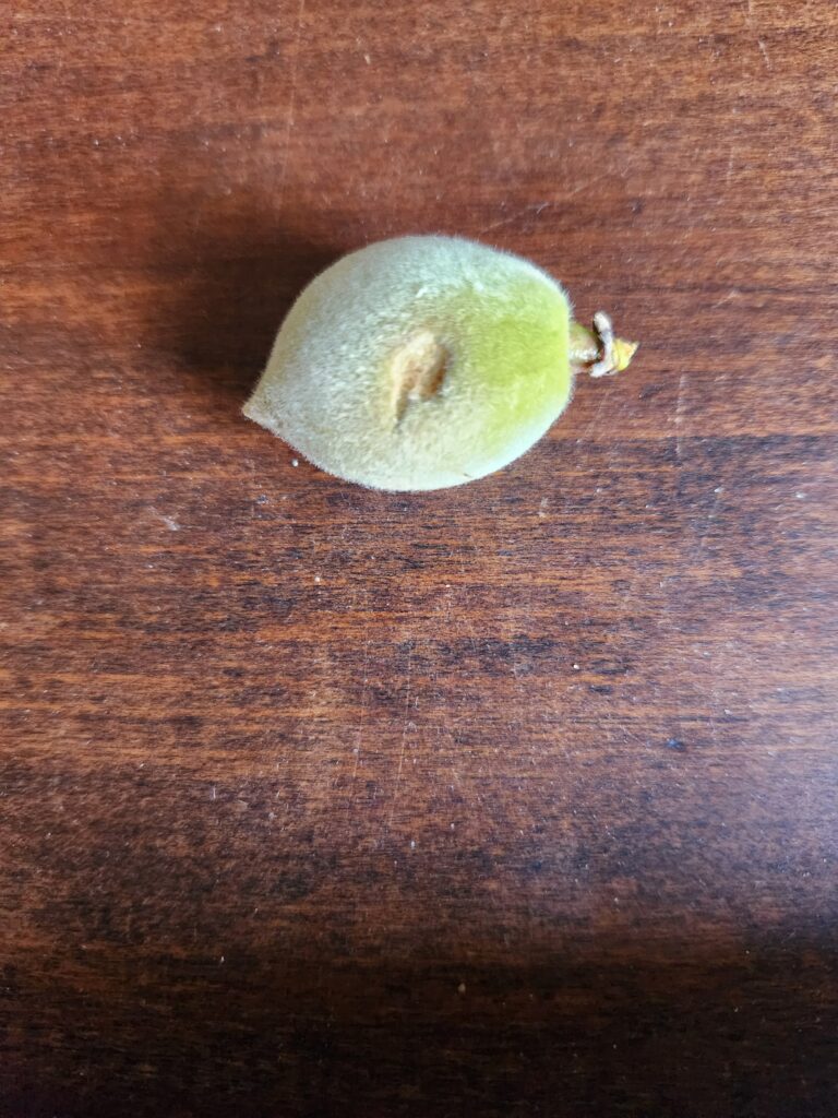 Plum Curculio Egg Laying (old)