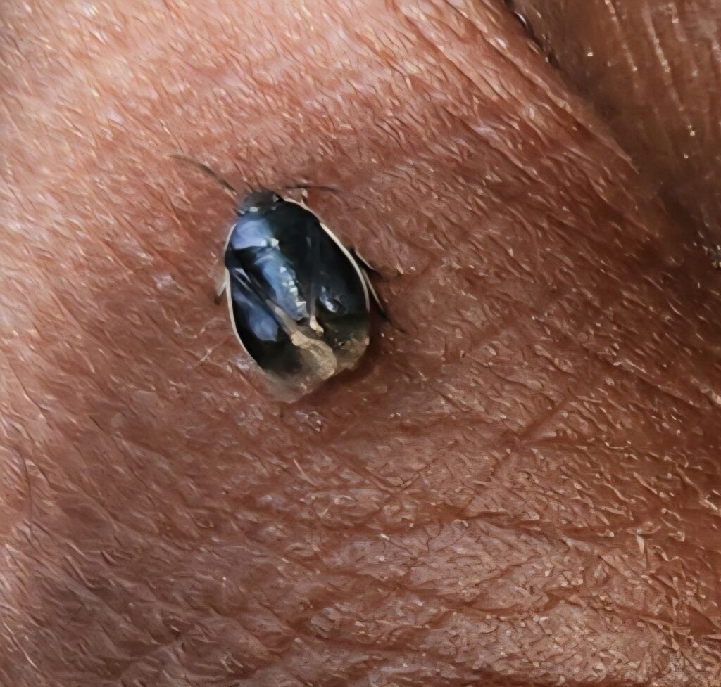 Lady bug beetle - beneficial