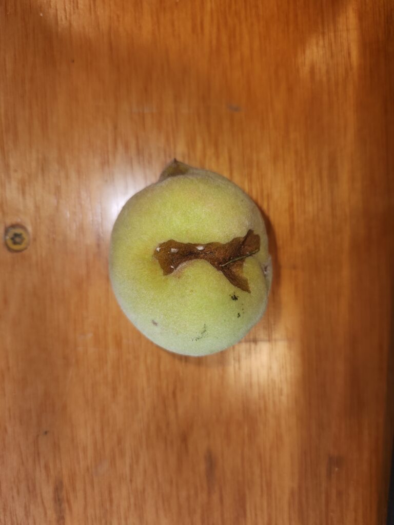 Stink bug damage exacerbated by probably plum curculio damage.