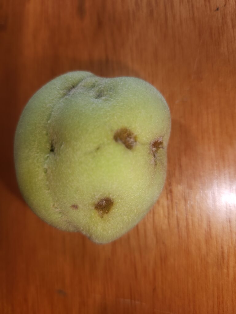 Stink bug damage exacerbated by probably plum curculio damage.