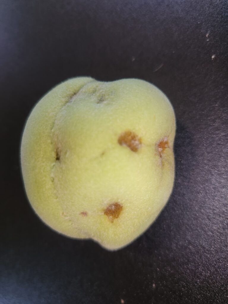 Stink bug damage exacerbated by probably plum curculio damage.