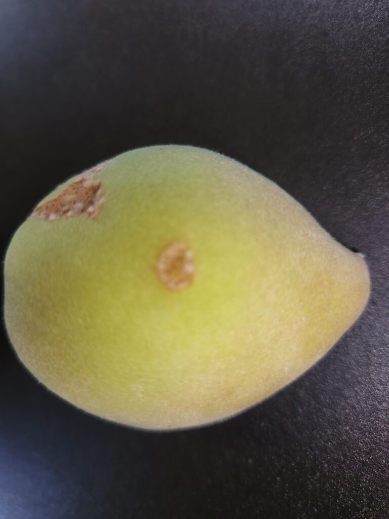 Probably plum curculio damage.