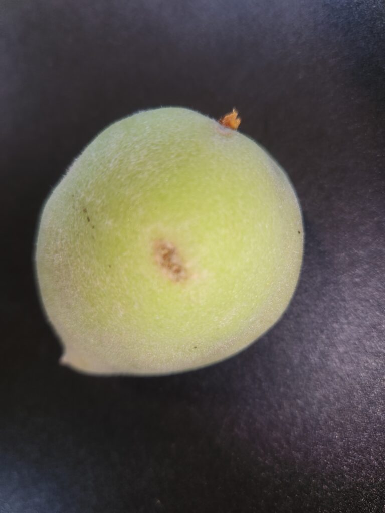 Probably plum curculio damage.