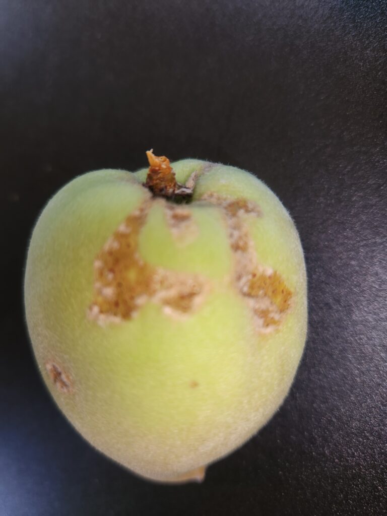 Probably plum curculio damage.